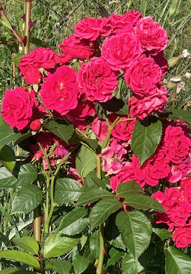 02 августа 2023. Обработка роз в конце июля и августе. Роза Полька.