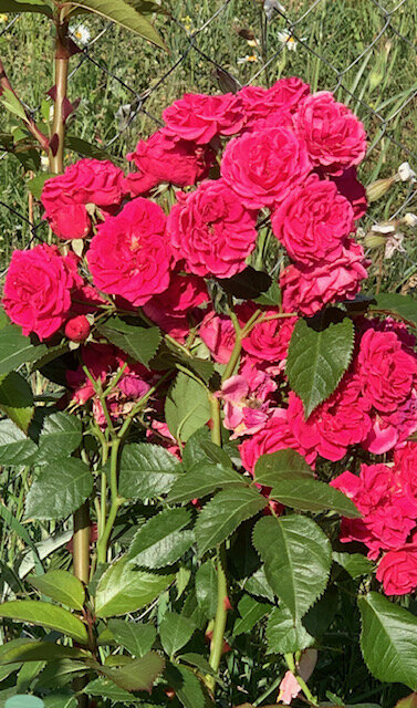 Мускусная роза Elmshorn не относится к числу популярных и разрекламированных, но цветет практически беспрерывно огромными охапками цветов оттенка розового неона. Цветок 5-6 см, еле уловимый запах шиповника.  Фото сделано при ярком солнце. 