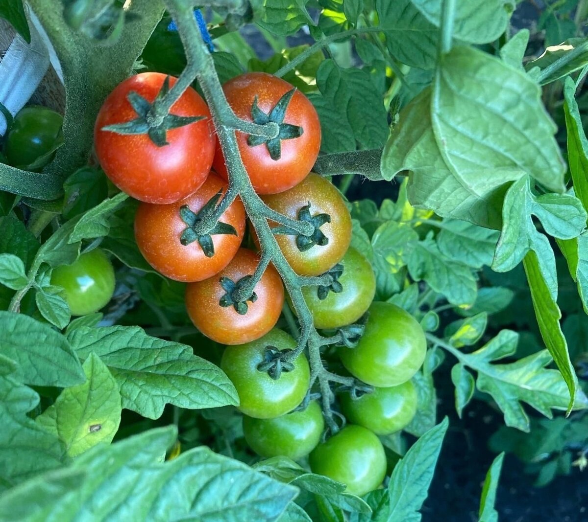 6 ошибок садоводов, из-за которых томаты не краснеют на кусту. Делюсьопытом, как я стимулирую томаты на вызревание в теплице