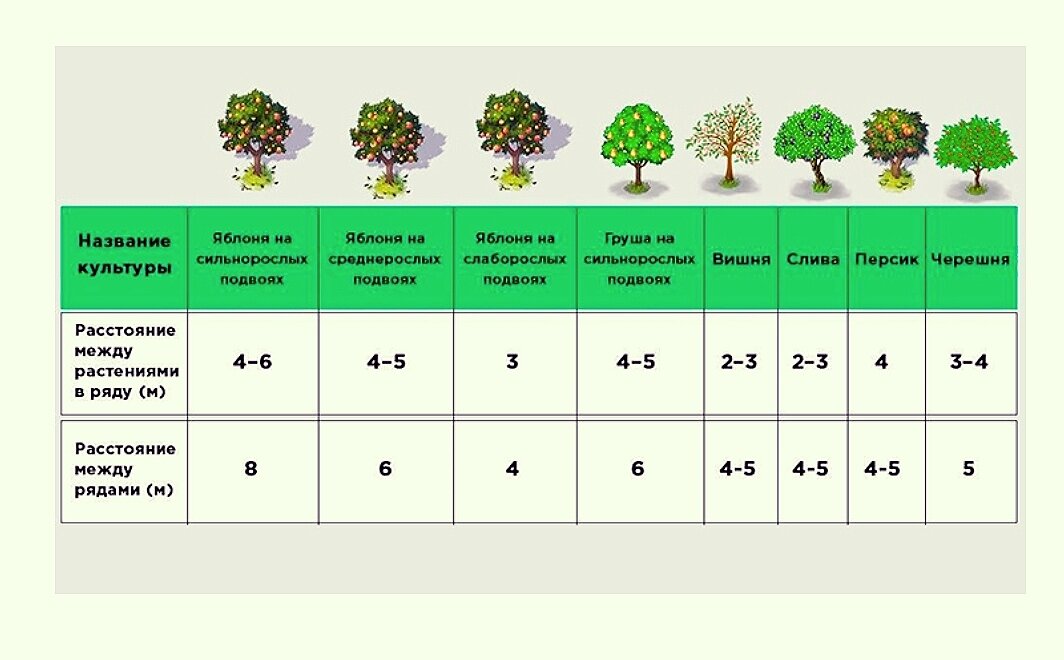 Расстояние деревьев. Схема посадки саженцев плодовых деревьев. Схема посадки плодового саженца. Схема посадки плодовых кустарников. Схема выращивания плодовых саженцев.
