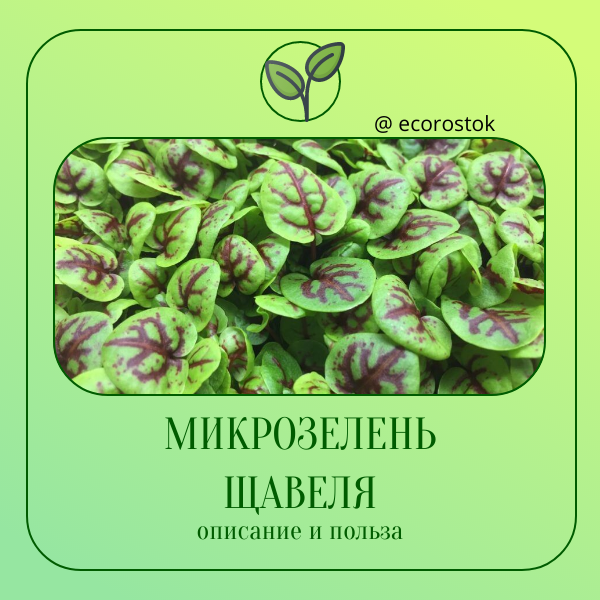 Микрозелень щавеля