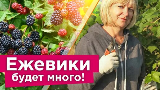 Ежевика засыплет ягодами, если обеспечите ей правильный уход осенью! Обрезка, подкормка и укрытие ежевики