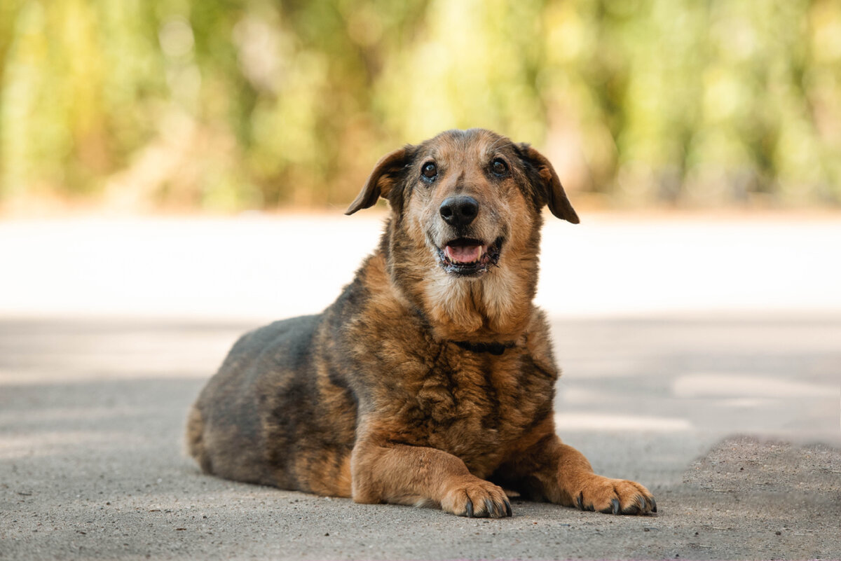 Леончик сдан своим хозяином в приют. Много лет мы ждёт того единственного, кто откроет свое сердце навстречу этому чудесному песику 