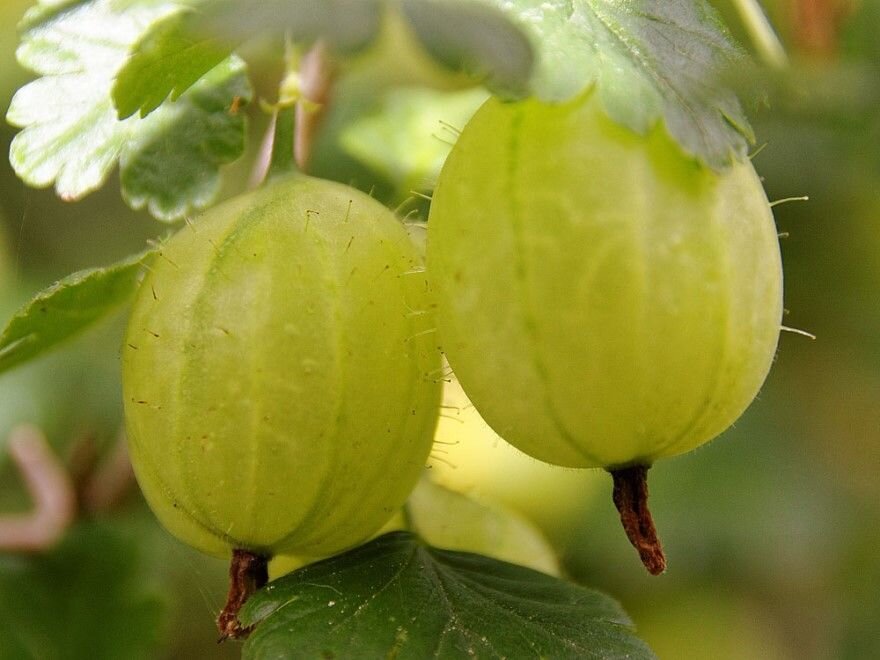 Ягода крыжовник (лат. Hippophae rhamnoides), также известная как облепиха, обладает множеством полезных свойств и используется в медицине, косметике и пищевой промышленности. Вот несколько полезных свойств и способов ухода за крыжовником: 
Полезные свойства крыжовника:

1. Богатство витаминами: Крыжовник богат витамином C, витаминами B1, B2, B6, и витамином Е. Он также содержит витамин К, который полезен для заживления ран и укрепления костей.

2. Антиоксиданты: Крыжовник содержит антиоксиданты, такие как каротиноиды, флавоноиды и полифенолы, которые помогают защищать клетки от вредных свободных радикалов и могут способствовать замедлению процессов старения.

3. Укрепление иммунной системы: Высокое содержание витамина C в крыжовнике способствует укреплению иммунной системы и помогает организму справляться с инфекциями.

4. Поддержка здоровья кожи: Крыжовник широко используется в косметических продуктах из-за своей способности улучшать состояние кожи, уменьшать воспаление и способствовать заживлению ран.

5. Снижение уровня холестерина: Регулярное употребление крыжовника может помочь снизить уровень холестерина в крови и поддержать здоровье сердца.

6. Улучшение зрения: Крыжовник содержит бета-каротин, который может помочь улучшить зрение.

Способы ухода за крыжовником:

1. Посадка: Крыжовник лучше всего сажать в солнечных местах с хорошо дренированными почвами.

2. Полив: В период сухости крыжовнику нужно обеспечивать достаточный полив. Однако он хорошо переносит засуху.

3. Обрезка: Регулярная обрезка может помочь формировать куст и стимулировать рост плодов. Обрезку лучше проводить весной или осенью.

4. Защита от болезней и вредителей: Следите за состоянием кустов и предпринимайте меры для защиты от болезней и вредителей, при необходимости используйте органические средства.

5. Сбор урожая: Собирайте ягоды, когда они полностью созрели, чаще всего это происходит в конце лета или начале осени.

Крыжовник - это ценное растение с множеством полезных свойств, и его можно выращивать как для украшения сада, так и для получения полезных продуктов.