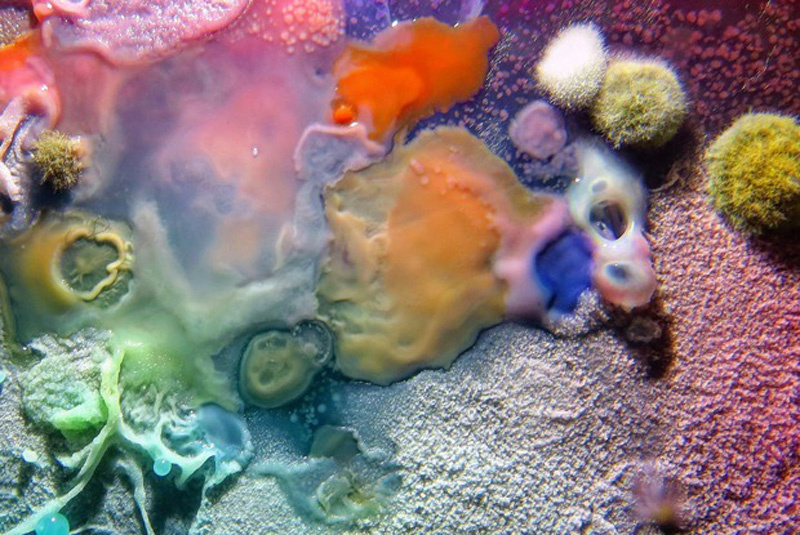 Проект «Путешествие человеческого микробиома», в рамках которого были взяты смывы с икон из московских церквей.