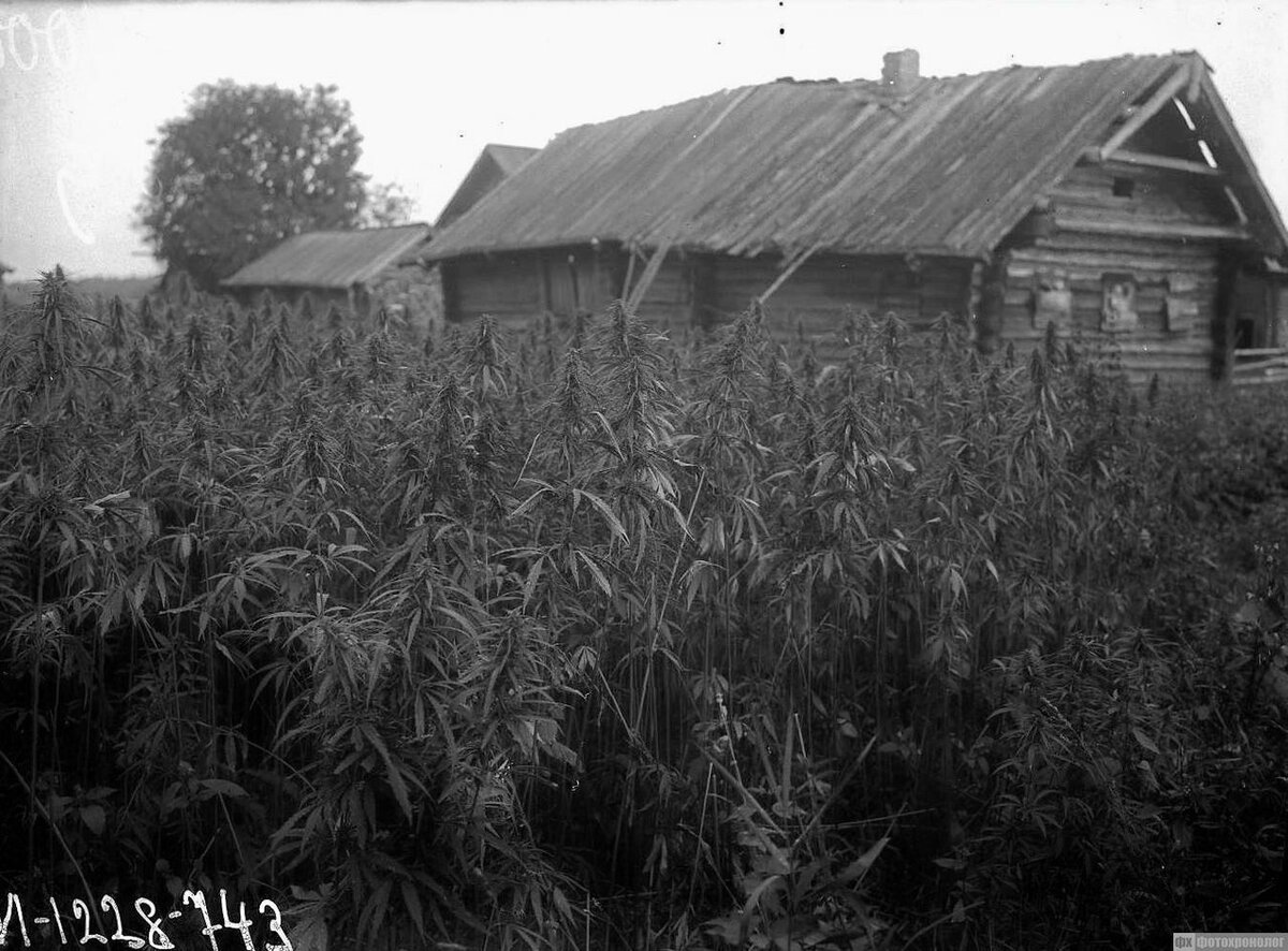 Конопляное поле. Раньше из конопли делали нитки, масло, и т.п.