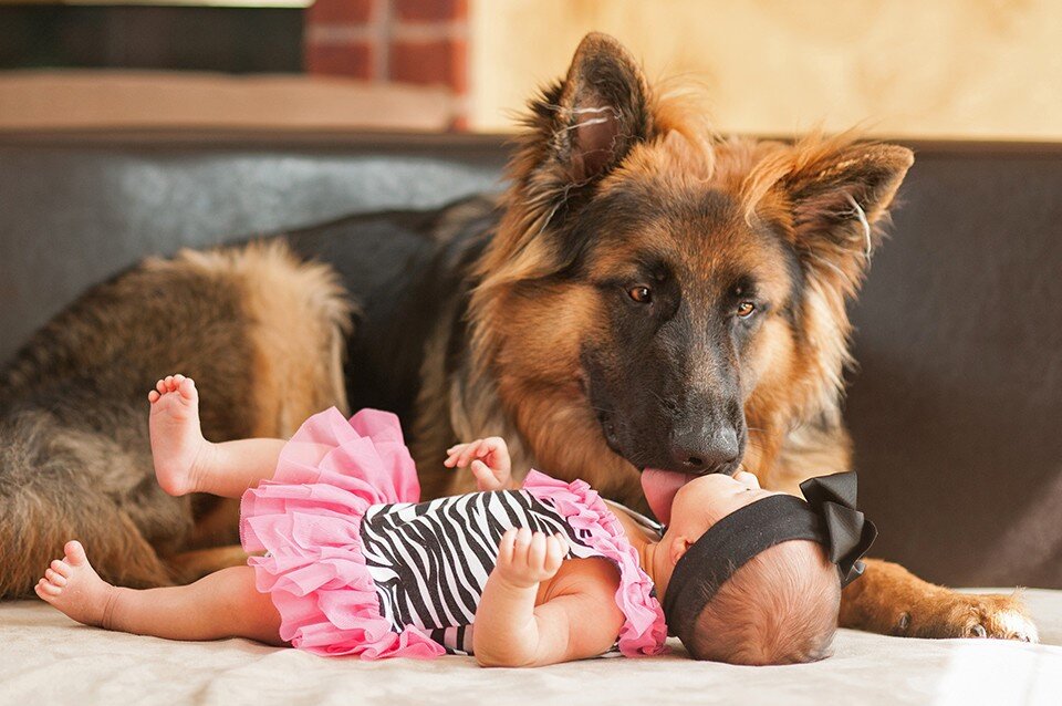 Собаки-няньки: 6 лучших пород для детей | Собакусь | Дзен