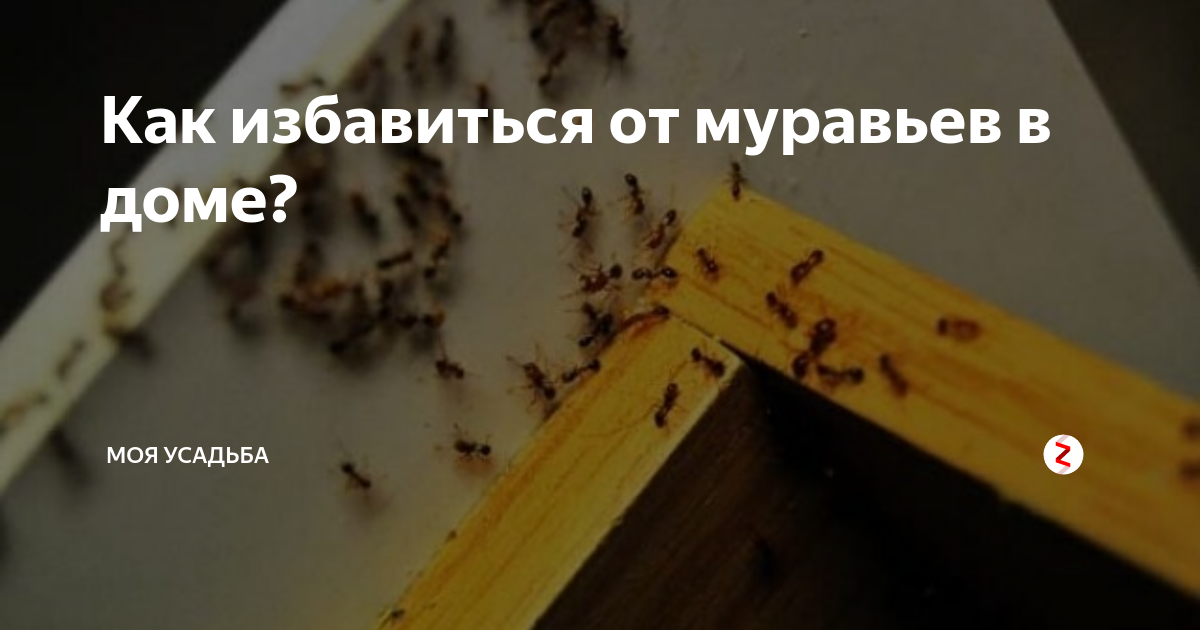 Муравьи в бане как избавиться. Избавление от муравьев в доме. муравьи в бане. как избавиться от муравьев в доме.