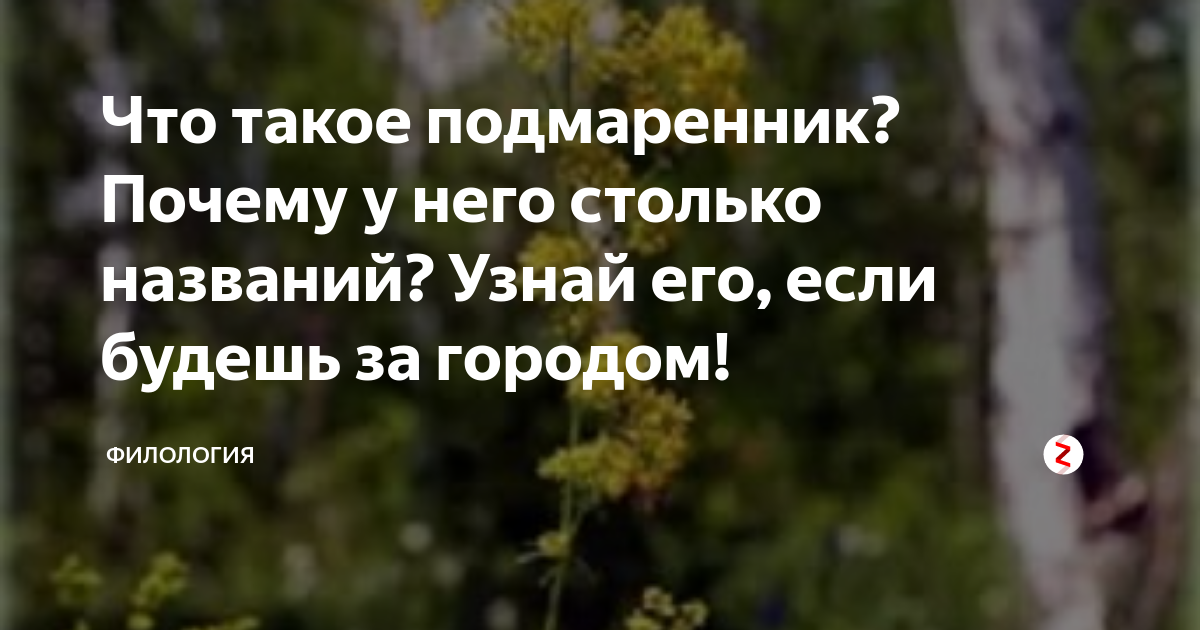 Что такое подмаренник? Почему у него столько названий? Узнай его, если ...