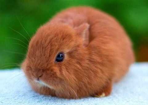 Плюсы и минусы декоративных кроликов