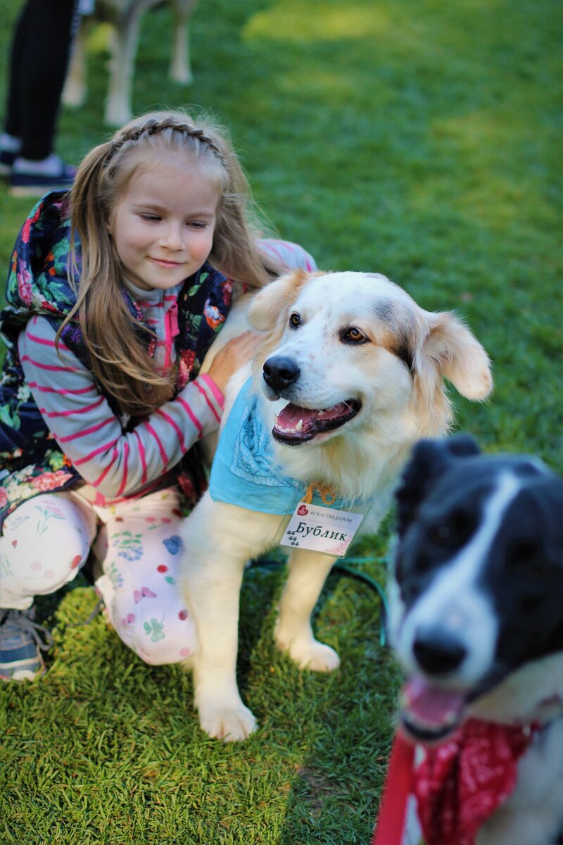 Бублик на последней своей выставке собак из приютов