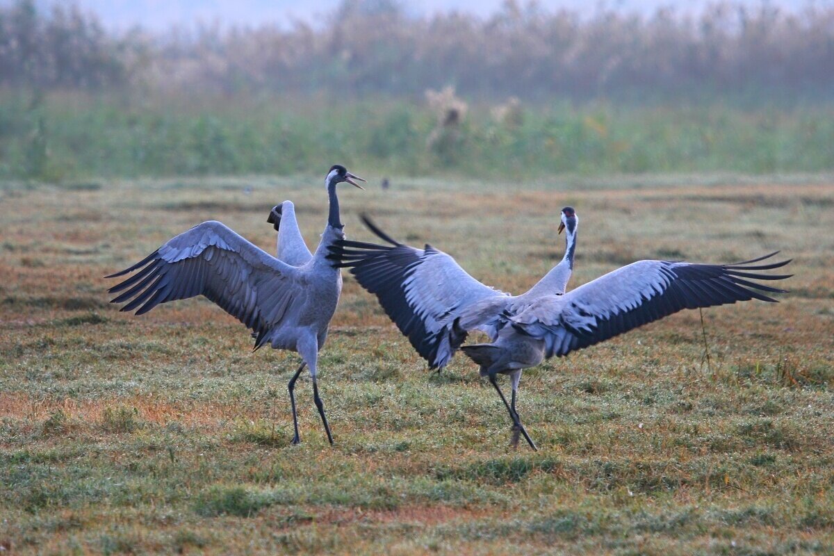 Журавль фото птицы картинки