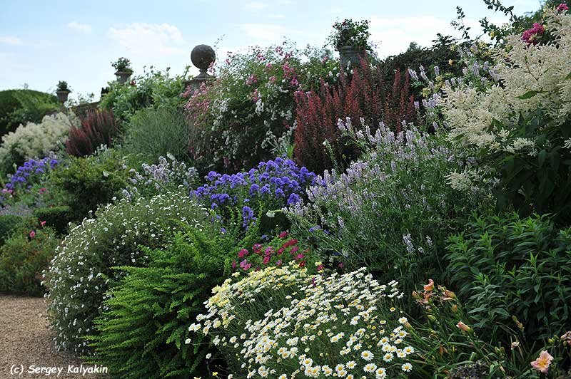 Горец изменчивый в английском миксбордере