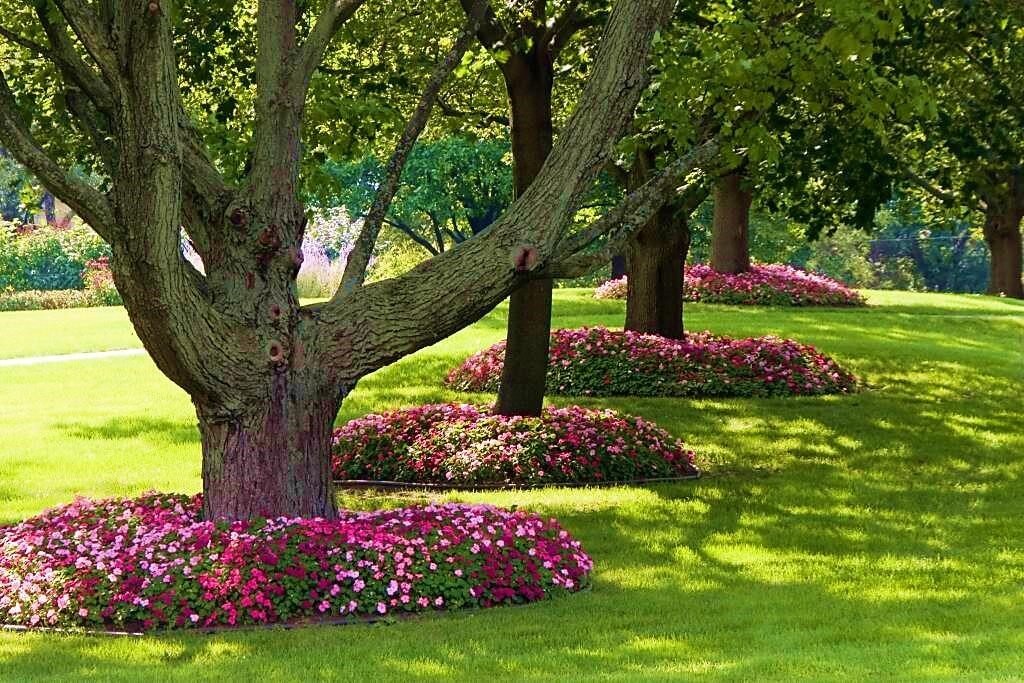 цветы в приствольном круге