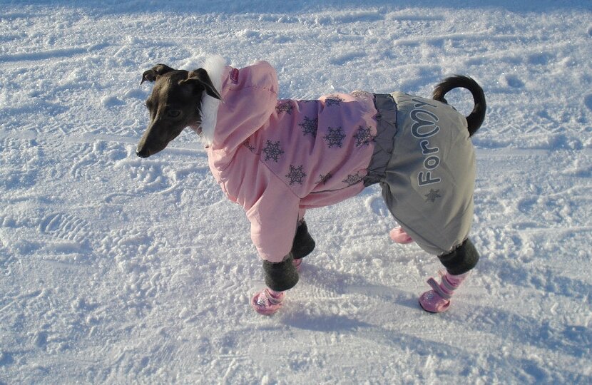 Знакомьтесь, это Бетти