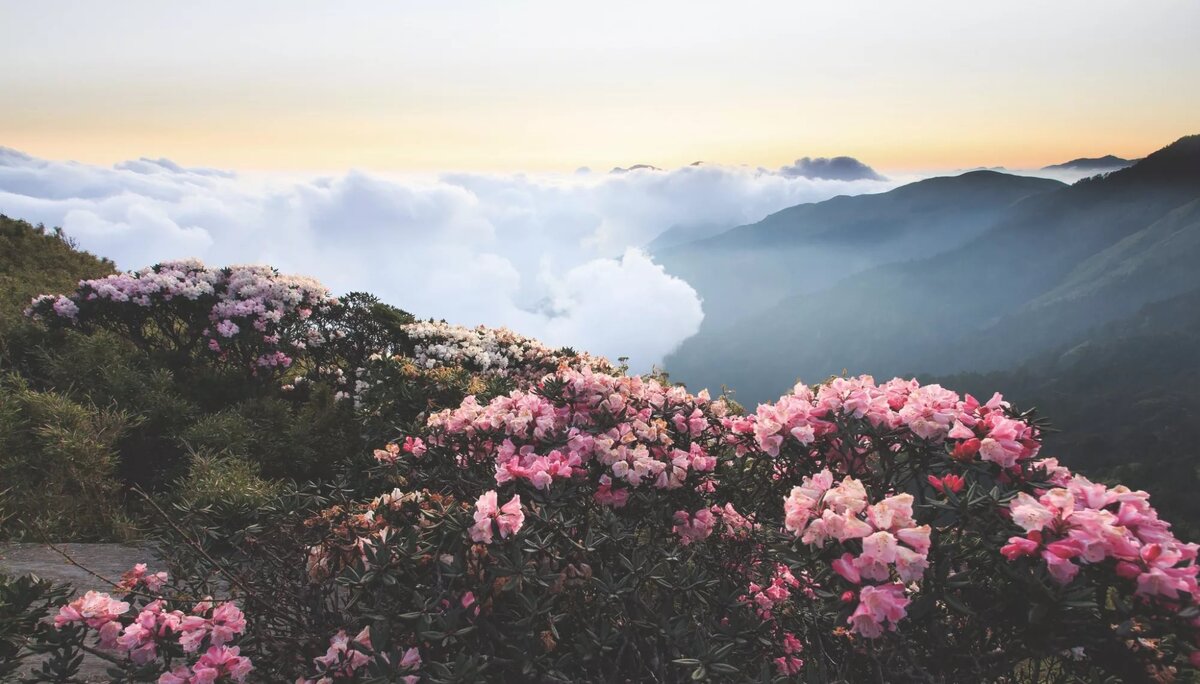 Фотография с сайта: https://Chabo.ru// 