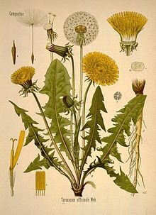 Ботаническая иллюстрация из книги Köhler’s Medizinal-Pflanzen, 1887