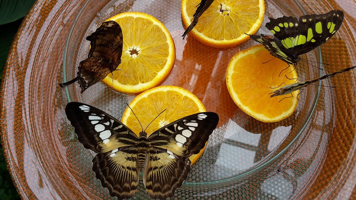                                                          Фотография с сайта pixabay.com