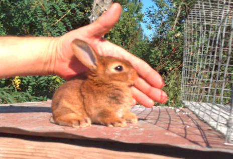 Как лечить ушной клещ у кроликов