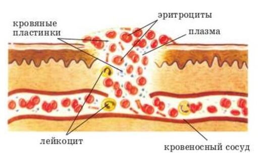 Как кровь течет по венам | Клиника АЛОДЕРМ Москва