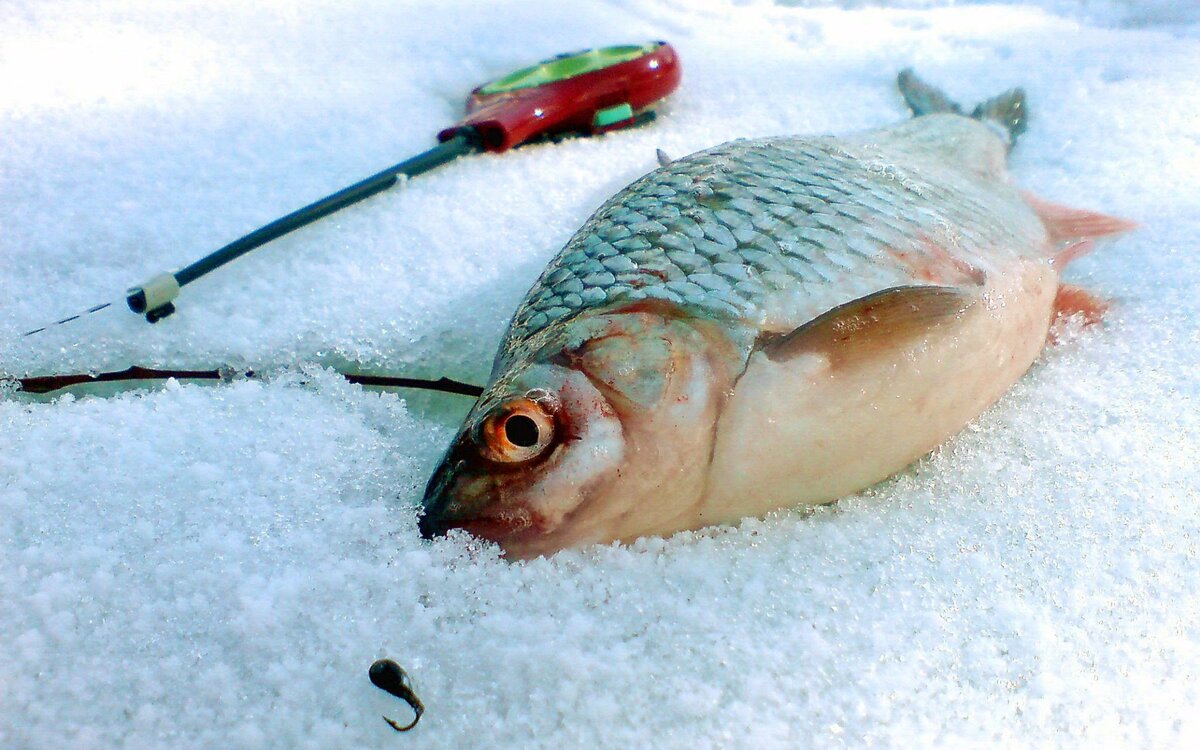 Зимняя плотва