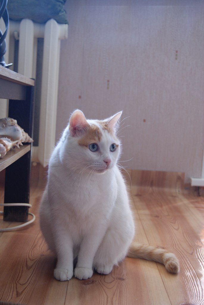 Снежок