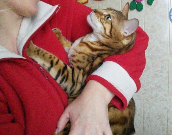 С детских лет кота любили....