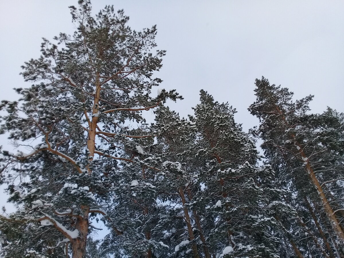  Люблю я сосны.)