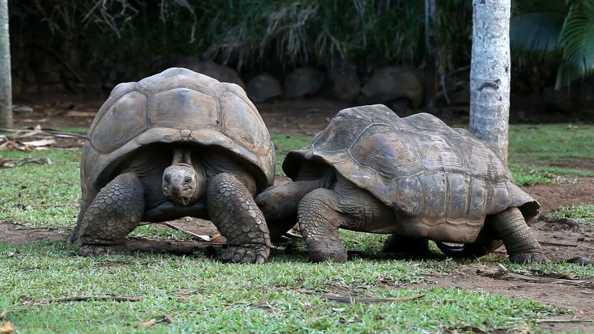 Слоновые черепахи на Сейшелах