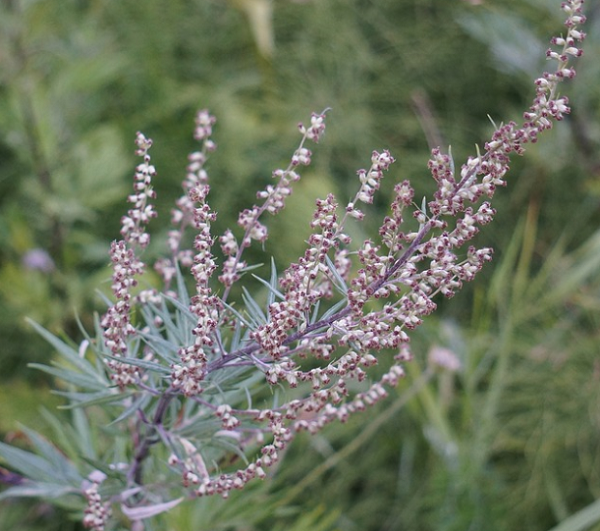 фото: https://pixabay.com