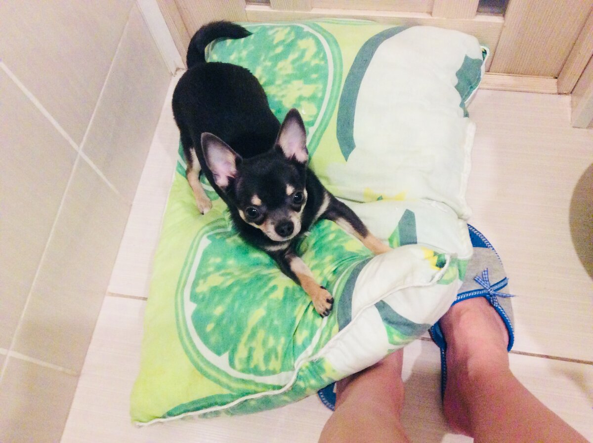 Каждое моё утро выглядит так) Майк везде со мной)))