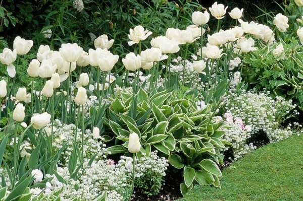 Топ 5 Лучших растений для «белых» цветников