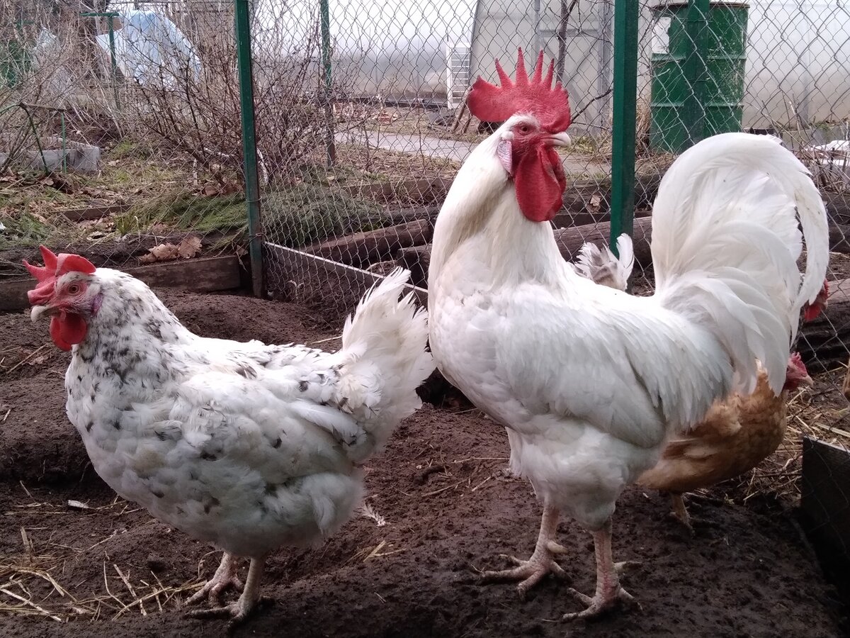 Пушкинская.