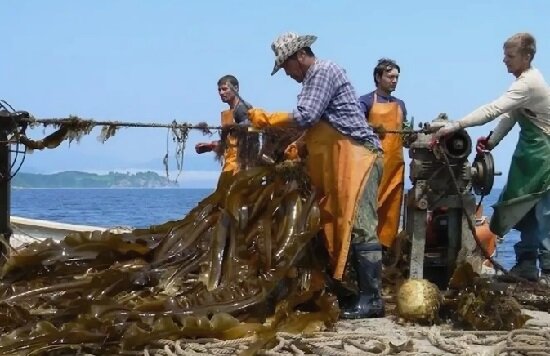 * Сбор урожая морской капусты на Белом море!