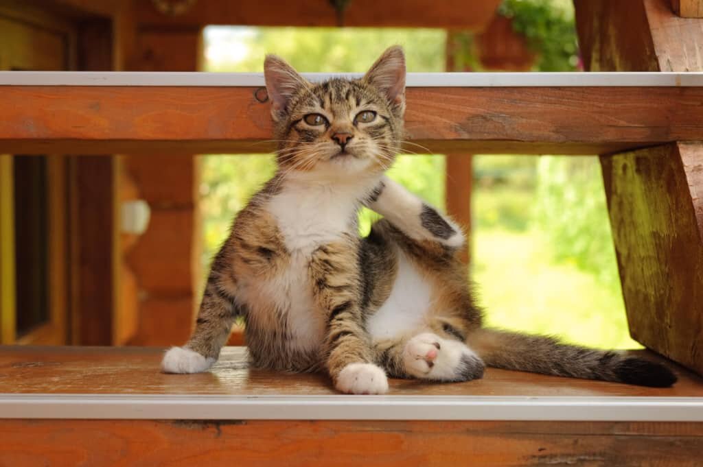 Почему ваш кот постоянно чешется и лижется: 7 причин | Мур Кошка | Дзен