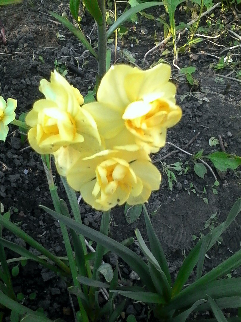 Нарцисс многоцветковый Yellow Cheerfulness. Фото из моего сада.