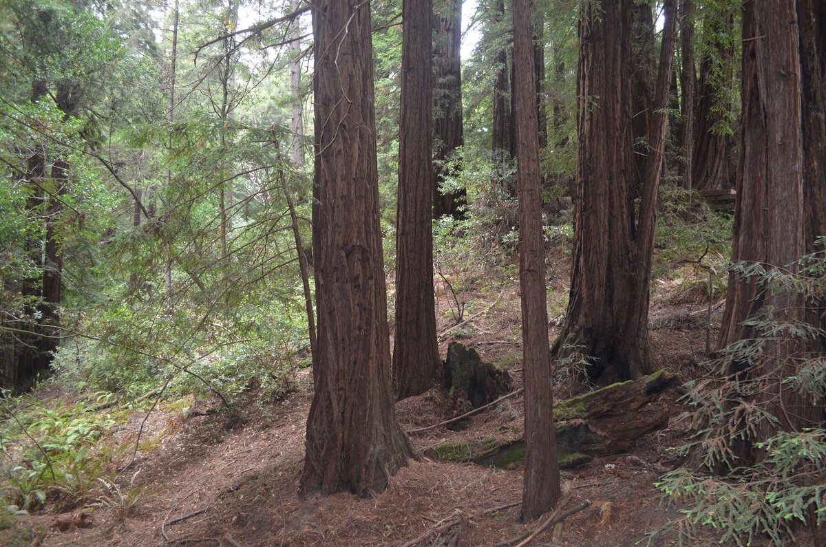 Фото не передаёт масштаб, к сожалению