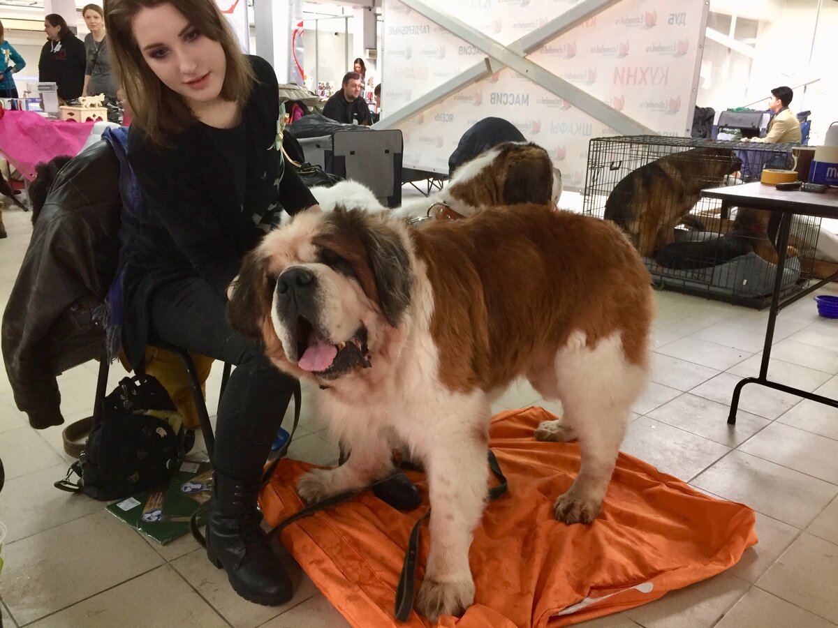 Этот мишка из группы спасения сенбернаров. Да, и такие собаки оказываются на улице