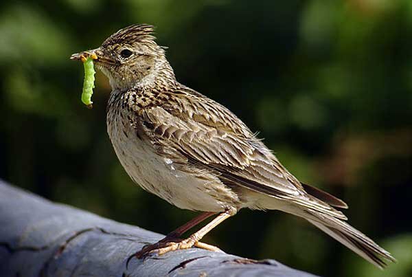 Источник фото: romania-insider.com