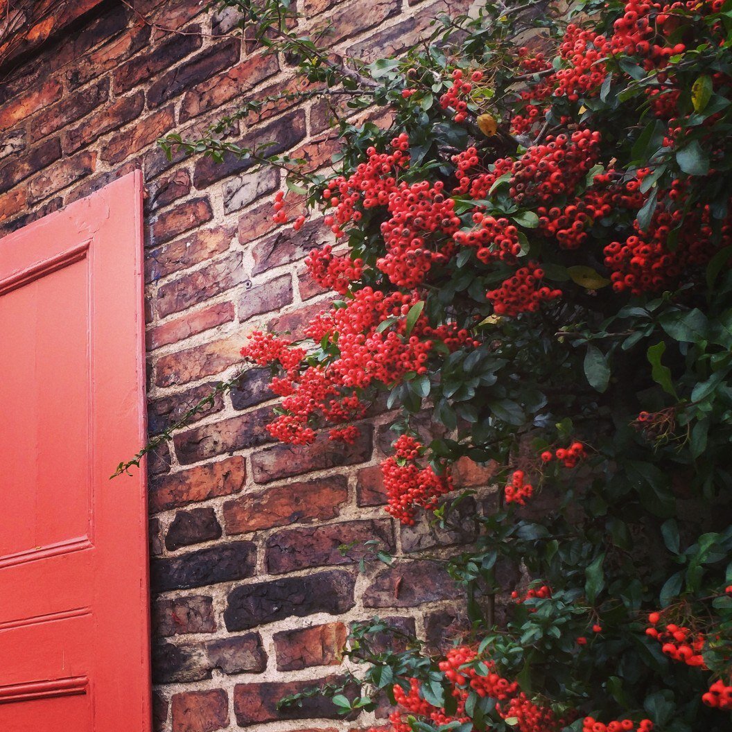 (Фото: Чароит)