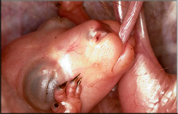 Детеныш кенгуру крупным планом