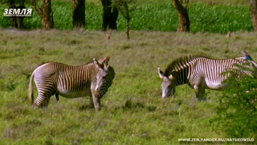 Гепард гонится за добычей.