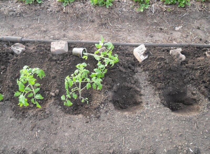 Высадка помидоров в лунки в грунте.