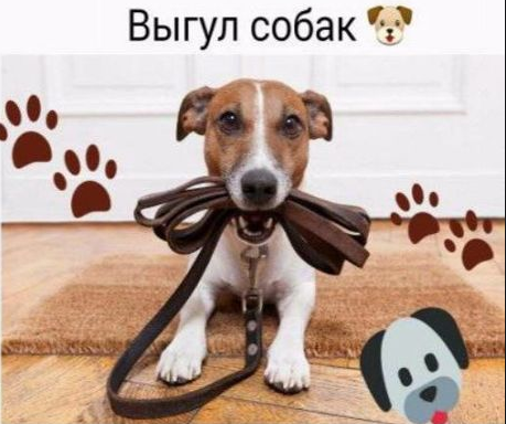 Фото из объявления выгула собак, пример.