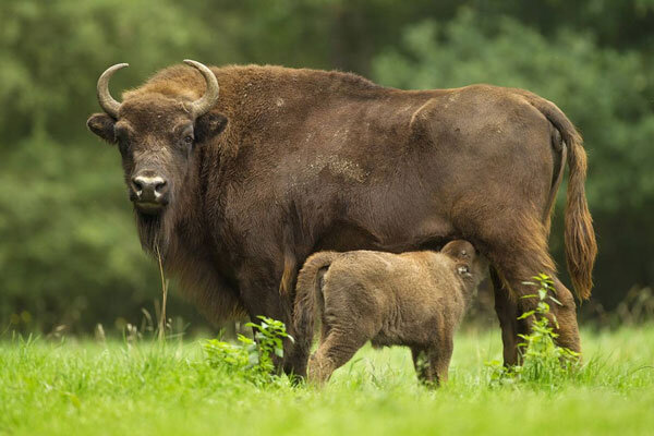 Госдума усилит наказание за добычу животных из Красной книги. Как отмечают эксперты, ущерб даже от одной контрабандной операции браконьеров может превышать десятки, а то и сотни миллионов рублей. К примеру, если из страны контрабандой вывозятся крупные партии дериватов, частей редких животных: амурского тигра, бурых и гималайских медведей, изюбров и других, то вред крайне высок.
В прошлом году в результате спецоперации Дальневосточной оперативной таможни и Управления ФСБ по Приморскому краю была пресечена попытка контрабандного вывоза в Китай по льду озера Ханка крупной партии дериватов, включающей в себя части пяти особей амурского тигра, 867 лап бурых и гималайских медведей, хвосты изюбров и оленей, 56 кг высушенного жира и семенников лягушек. Оценочная стоимость только медвежьих лап составляет 55 миллионов рублей. По данным спецслужб, перехваченная партия является лишь частью приготовленного к контрабанде ценного товара.
Подобные преступления, как правило, совершаются группой лиц: браконьеры, скупщики и контрабандисты действуют заодно. С ними подчас объединяются нечистоплотные работники заповедников и охотничьих хозяйств.Поэтому правительство страны внесло в Госдуму проект поправок в статью 258.1 УК, наказывающую за незаконную добычу особо ценных животных.   Теперь преступления, предусмотренные статьей 258.1 «Незаконные добыча и оборот особо ценных диких животных…», будут относиться к преступлениям средней тяжести и тяжким.   Так, повышаются до 4 лет максимальные сроки лишения свободы за незаконную добычу и продажу особо ценных диких животных и водных биологических ресурсов, занесённых в Красную книгу. Если кто-то воспользовался служебным положением или похвастал в интернете результатами своих браконьерских похождений, срок вырастет до 5 лет.