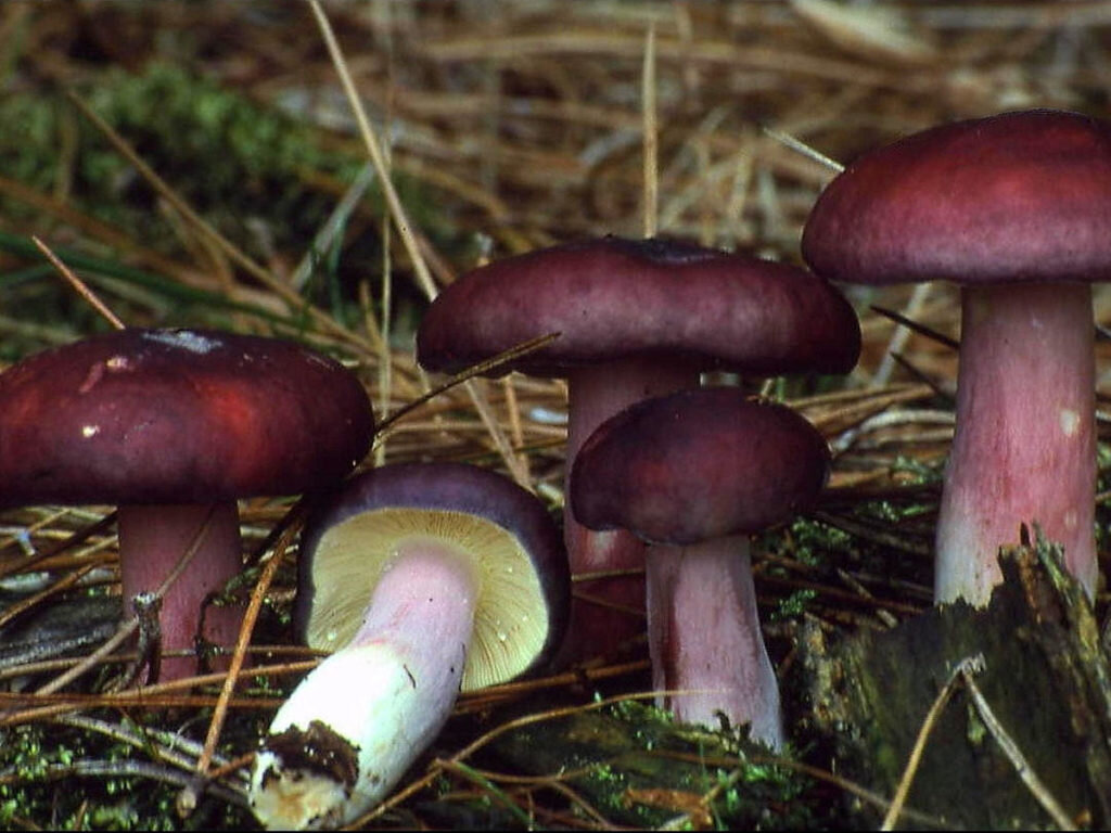 Ложные синявки грибы фото