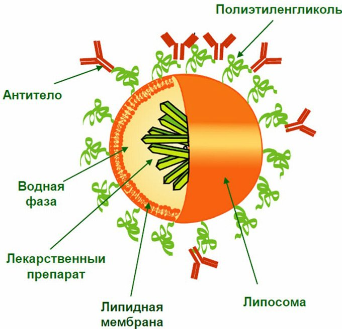 Липосомальное железо. Строение липосом липосомы. Липосомы схематическое изображение. Строение липосом строение. Липосомальные лекарственные формы.