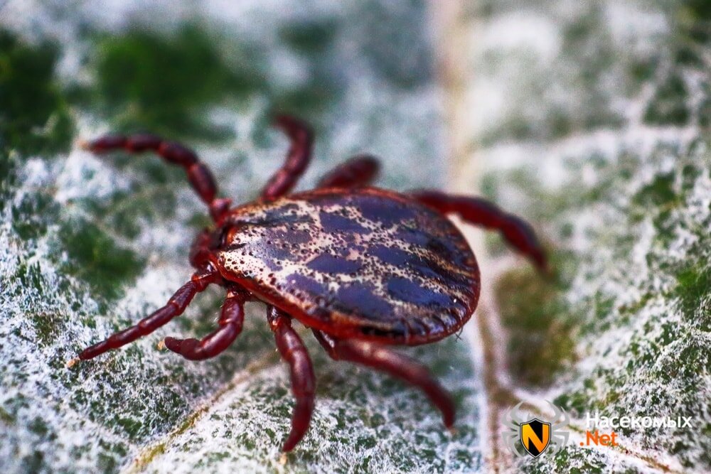 Иксодовый клещ