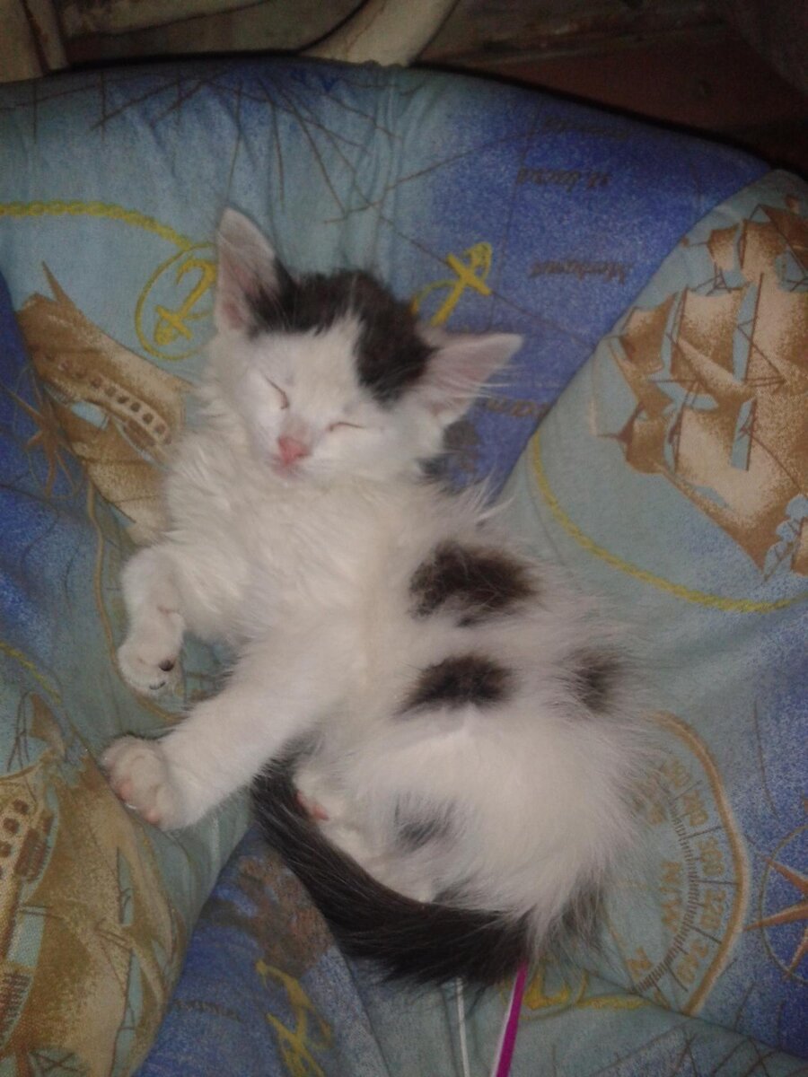 Есть еще лежанка,очень удобная...