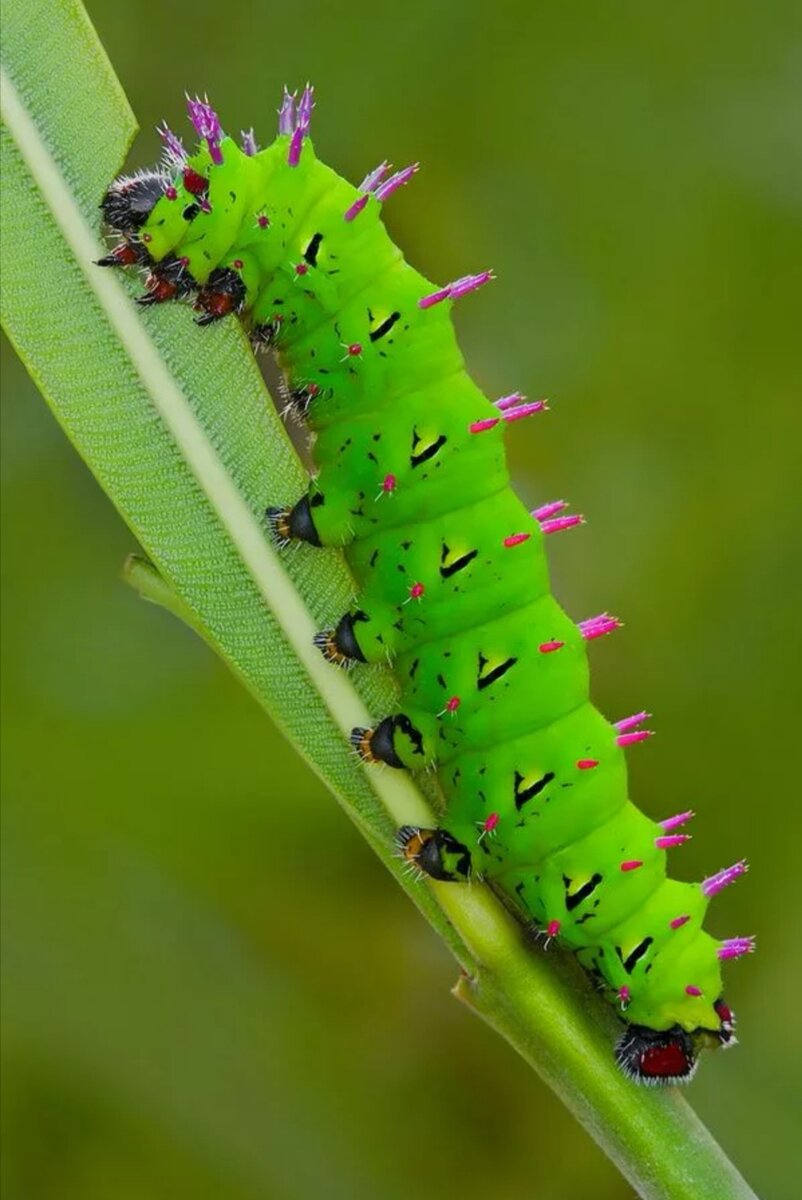 Гусеница фото. Гусеница шелкопряда Saturniidae. Antherina Suraka. Парусник Антимах гусеница. Green Caterpillar гусеница.